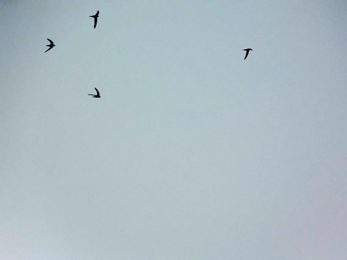 Spotted Alpine Swift
