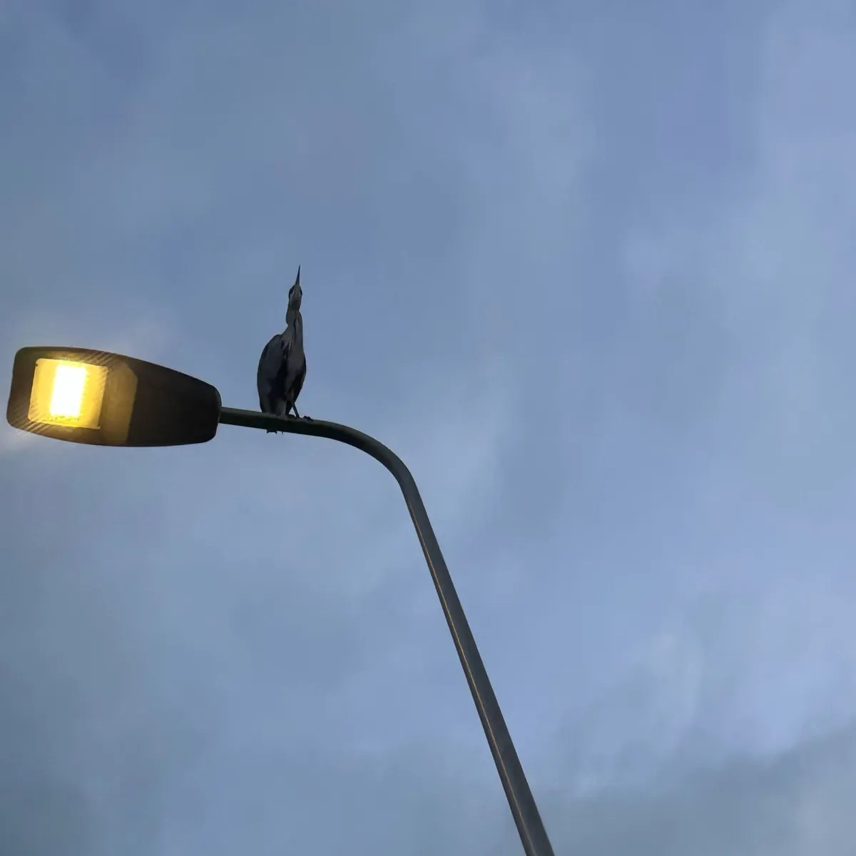 Waargenomen Blauwe reiger