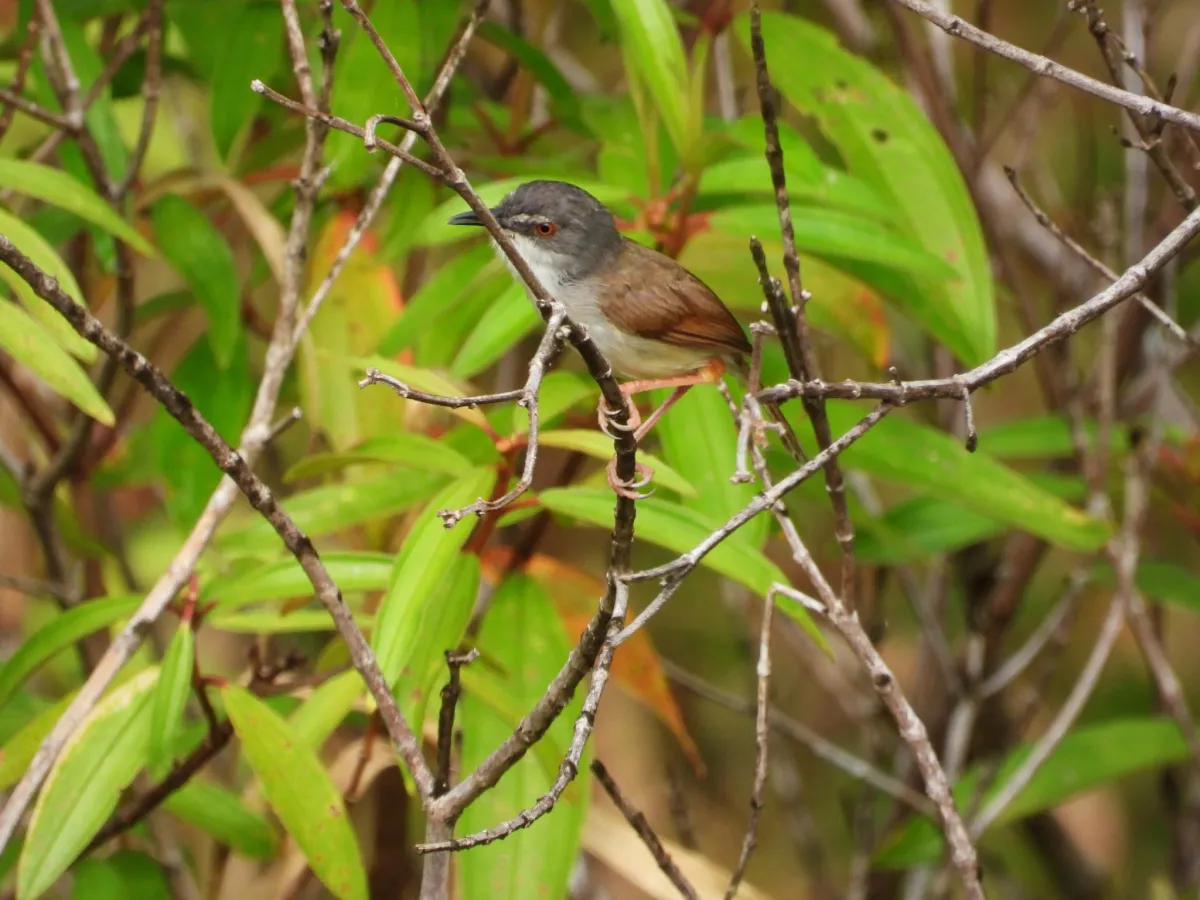 Gespotte Roestprinia