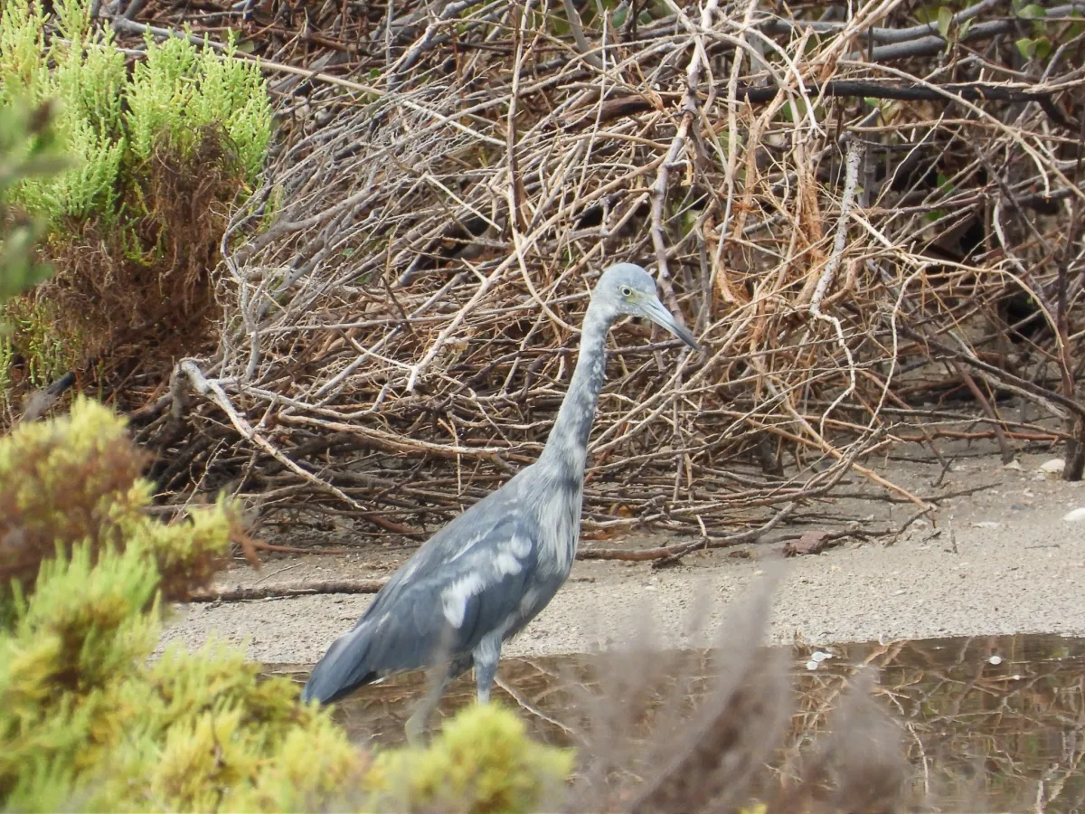 Waargenomen Kleine blauwe reiger