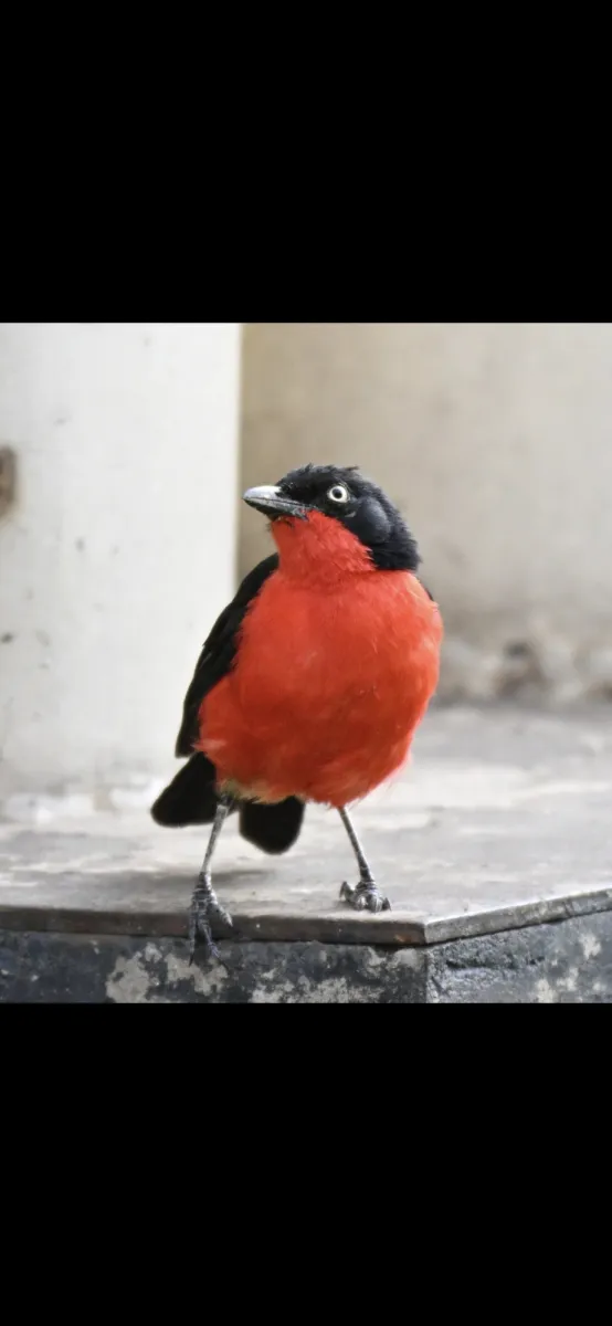 Waargenomen Zwartkopfiskaal
