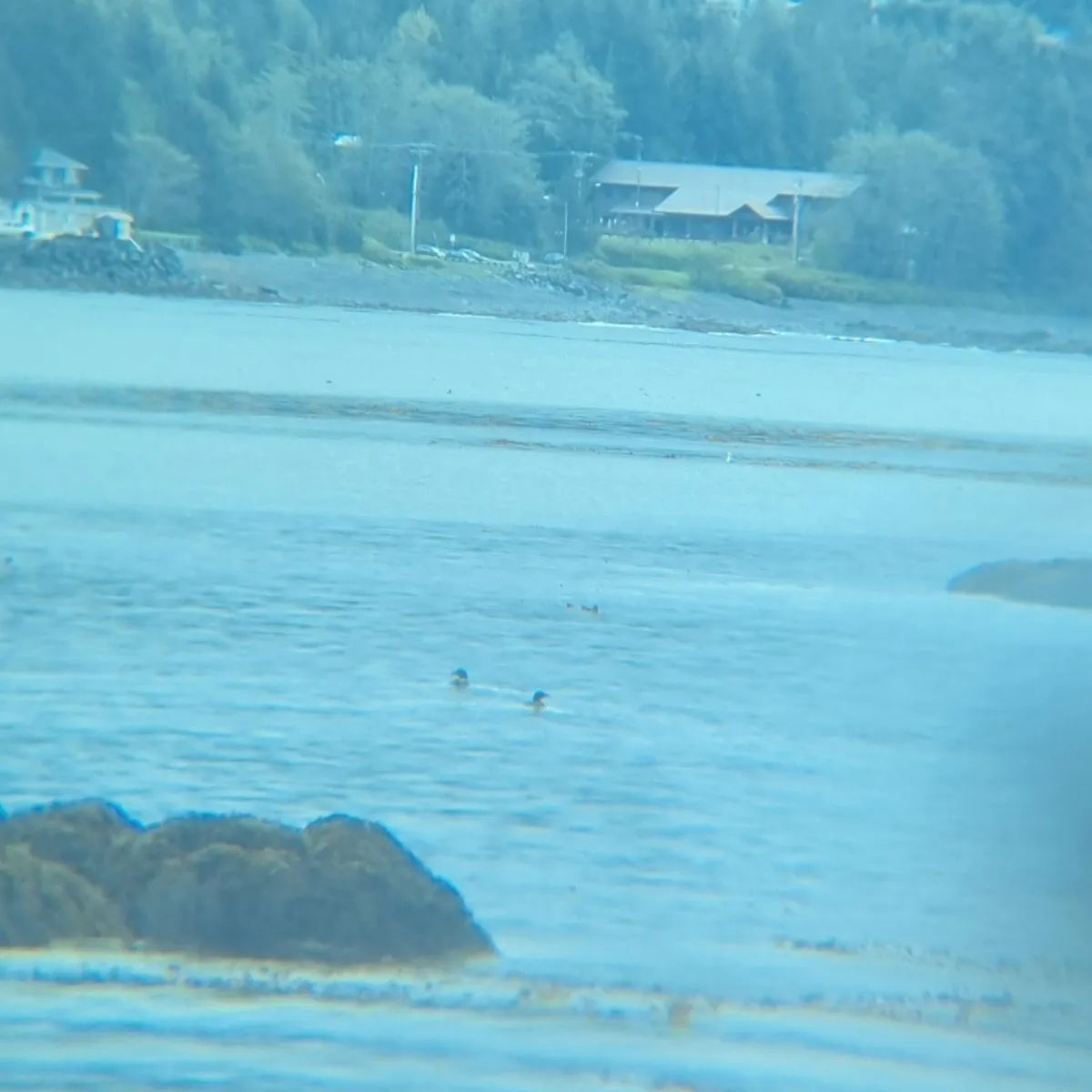 Spotted Common Loon