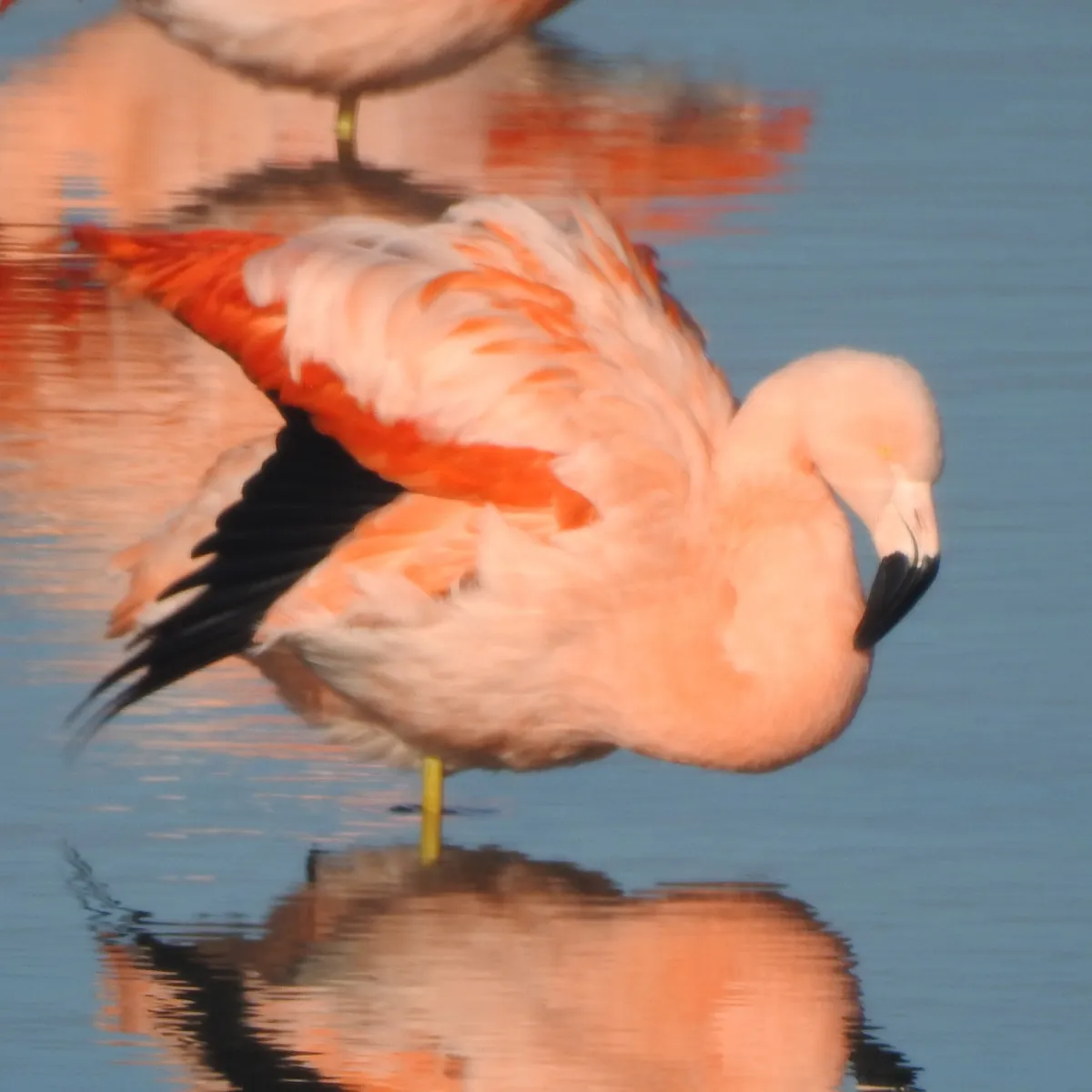 Spotted Chilean Flamingo