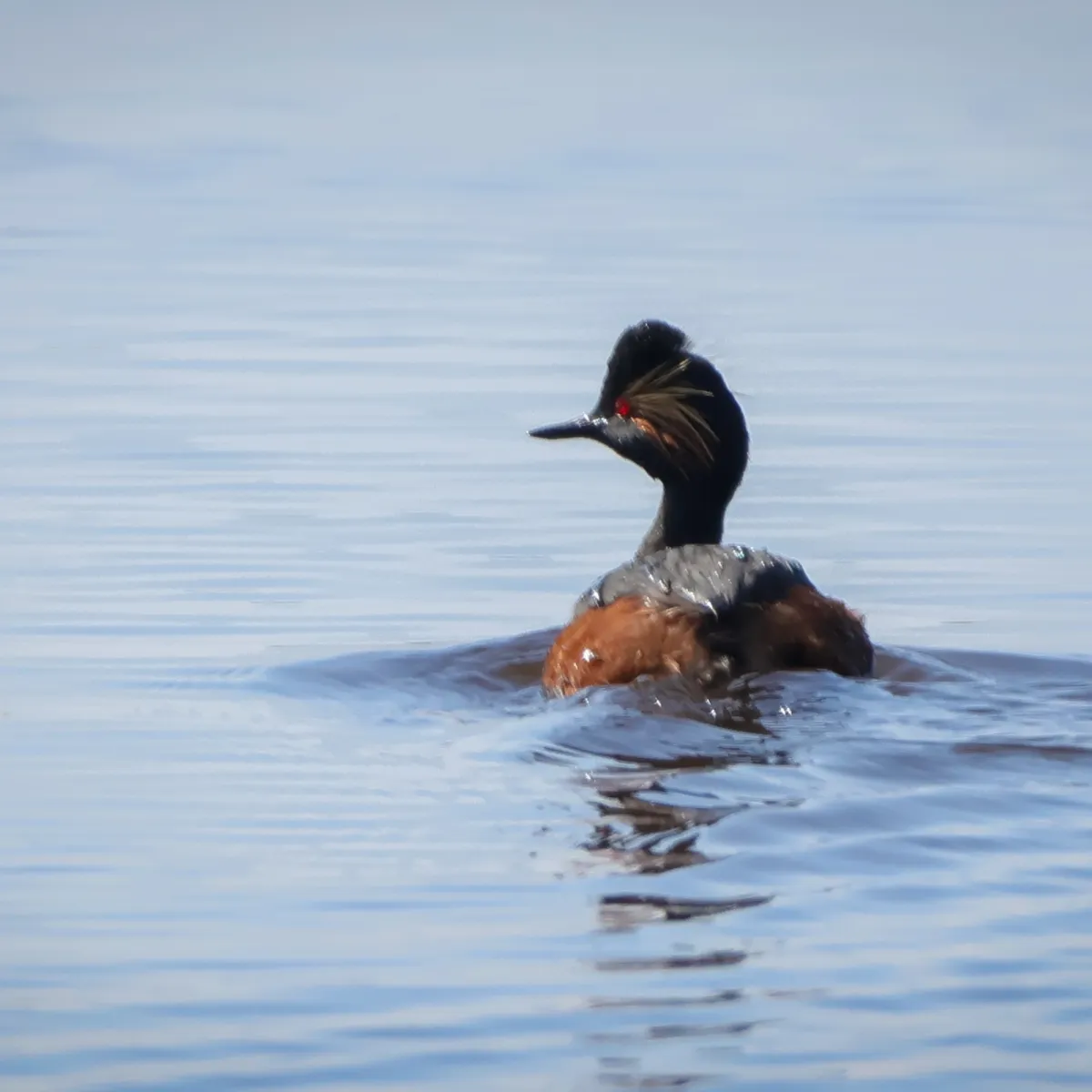 Gespotte Geoorde fuut
