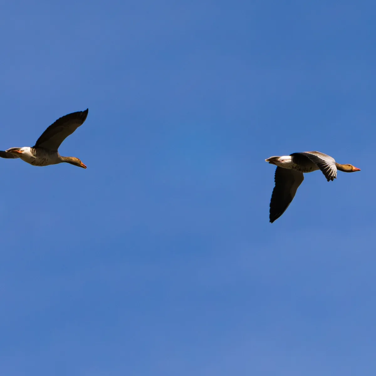 Spotted Graylag Goose