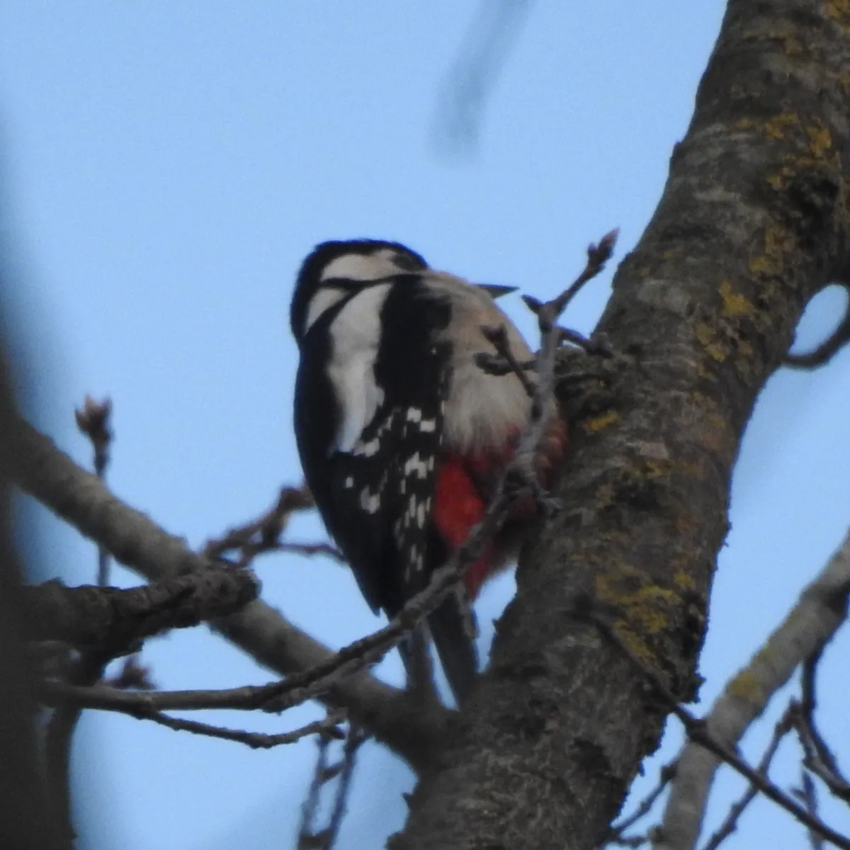 Gespotte Grote bonte specht
