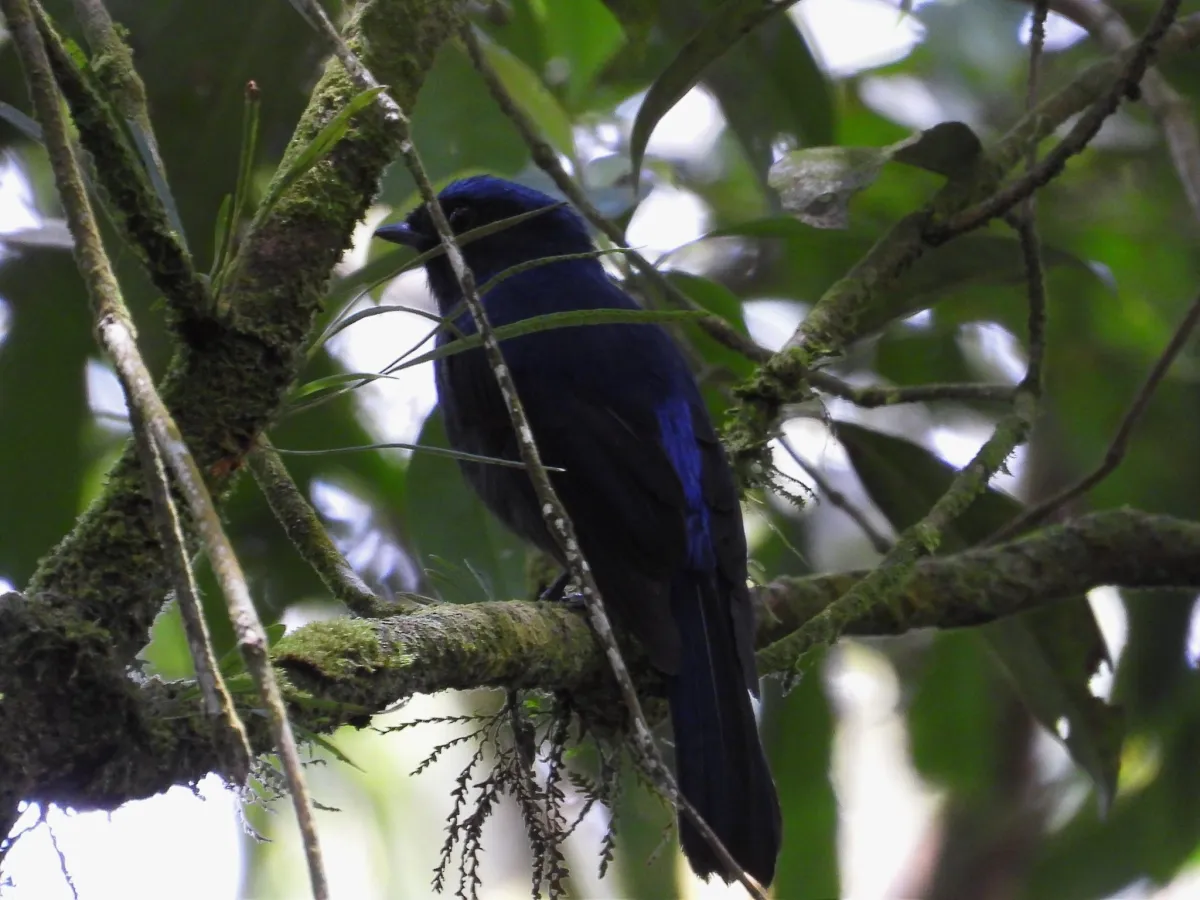 Gespotte Kobaltniltava