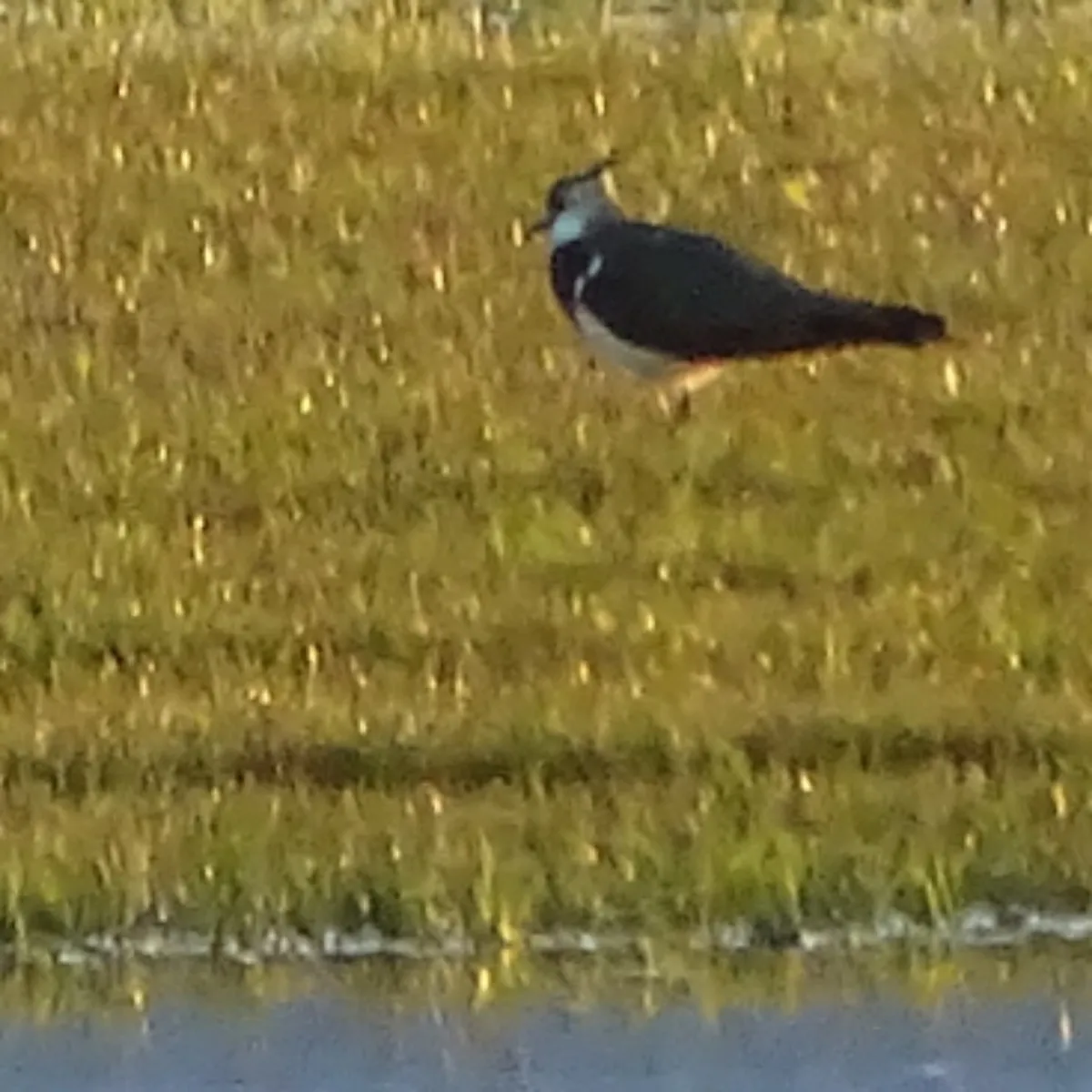 Spotted Northern Lapwing