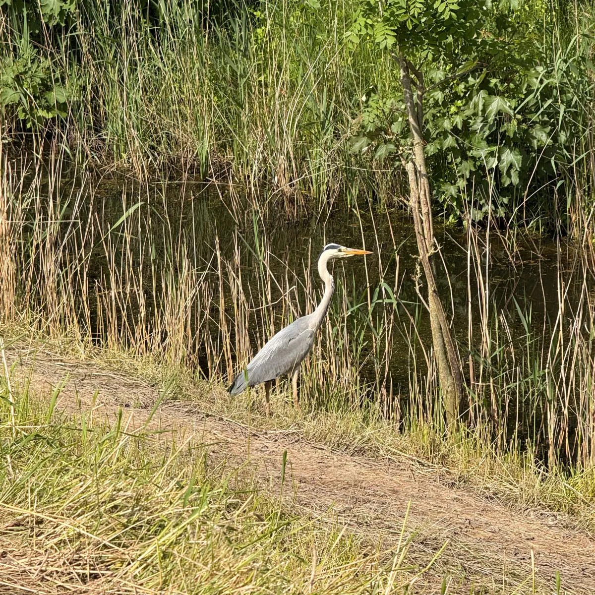 Waargenomen Blauwe reiger