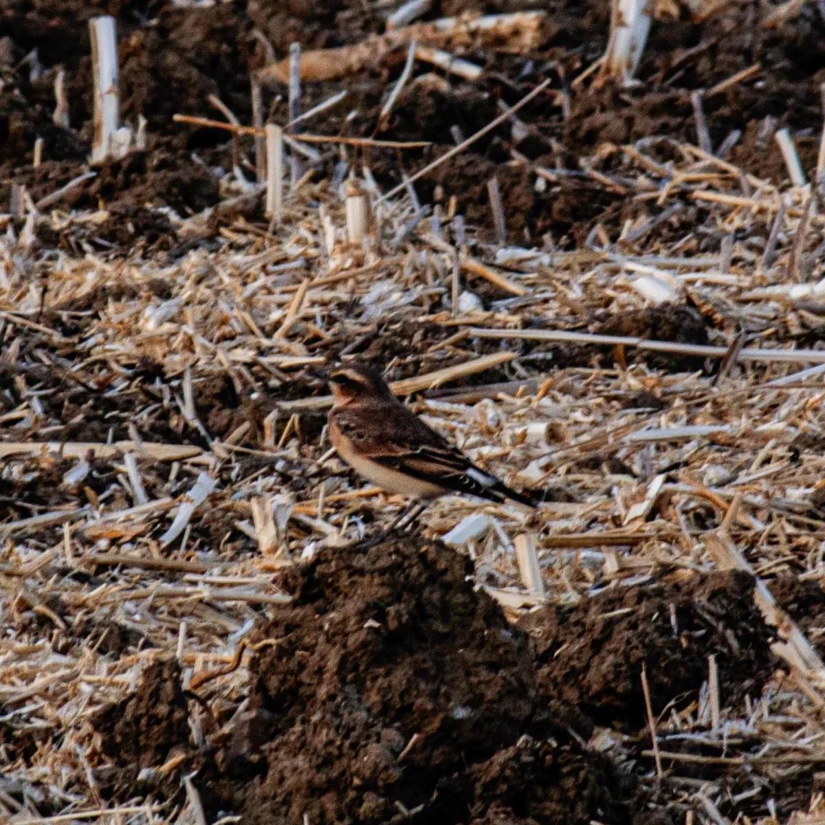 Spotted Northern Wheatear