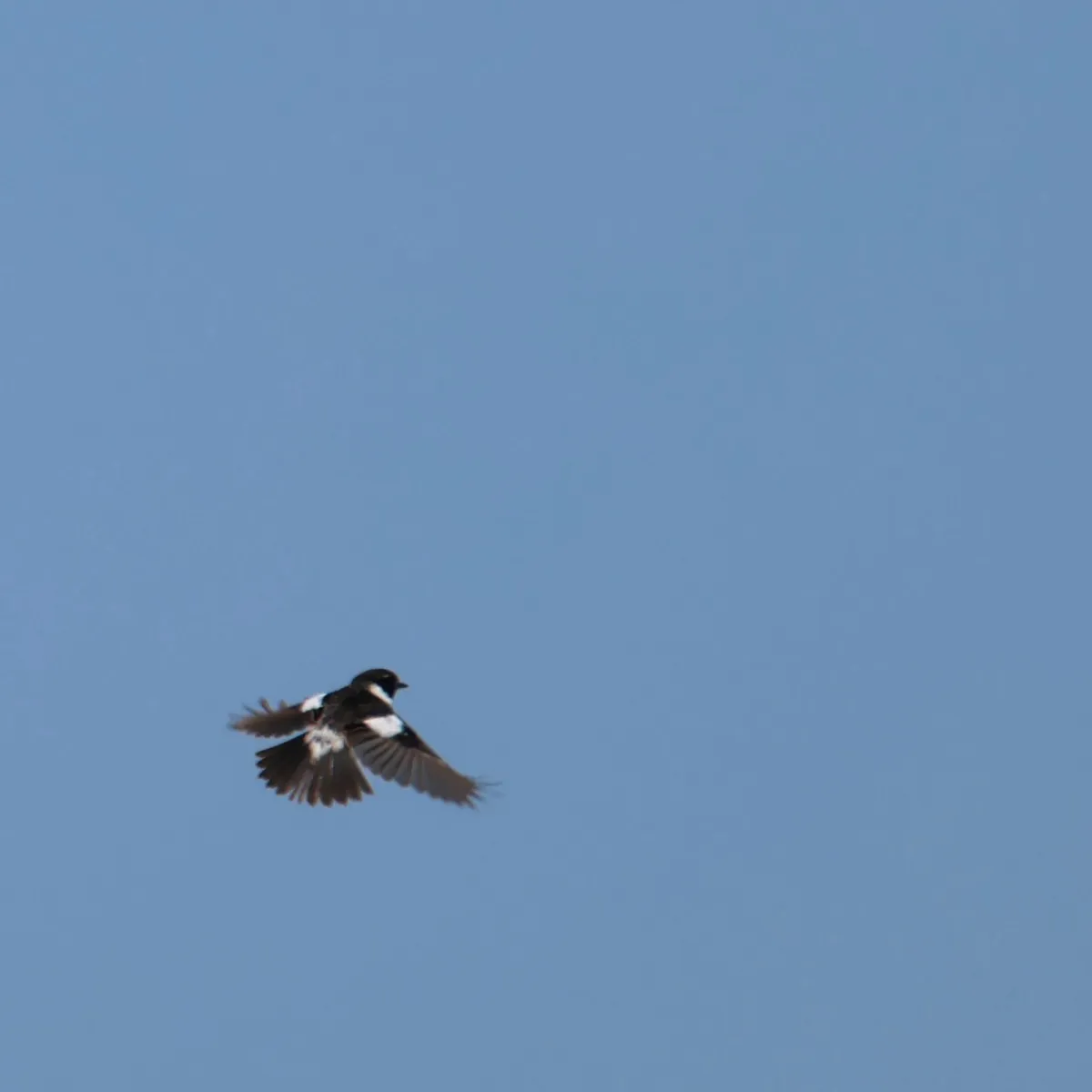 Spotted European Stonechat