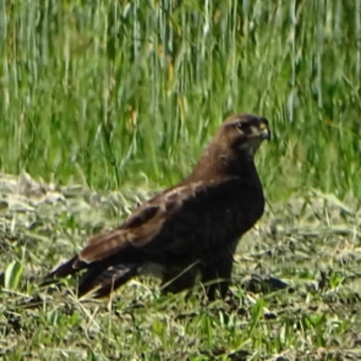 Waargenomen Buizerd