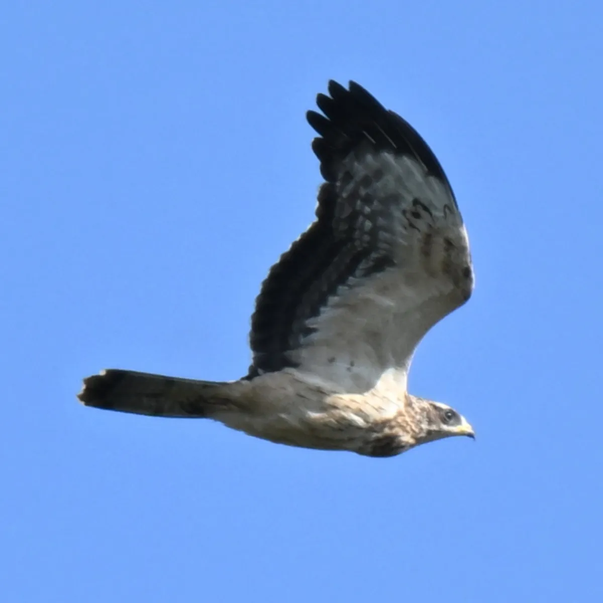 Spotted European Honey-buzzard