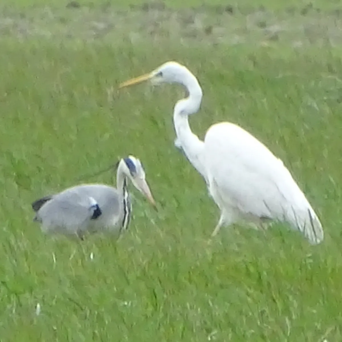 Gespotte Grote zilverreiger