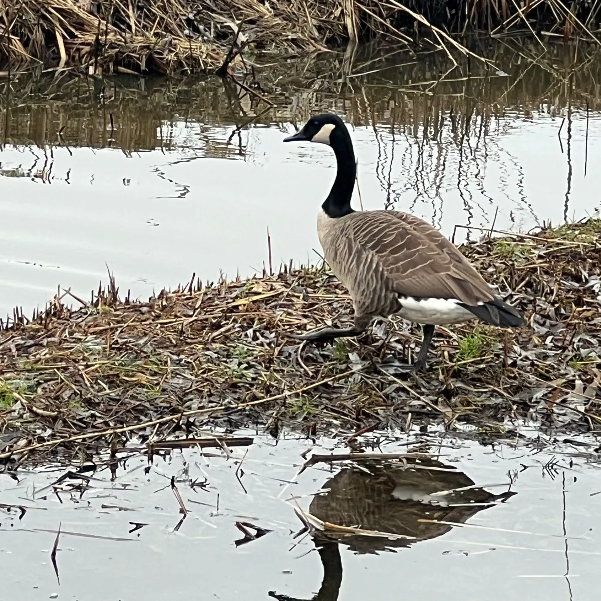 Gespotte Grote Canadese gans