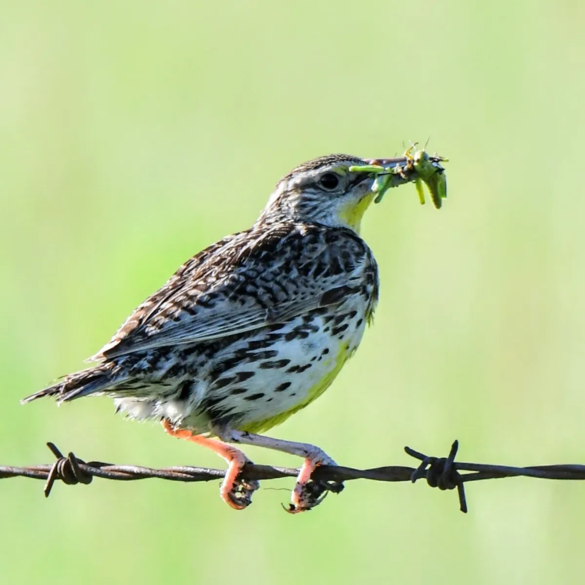 Spotted Western Meadowlark