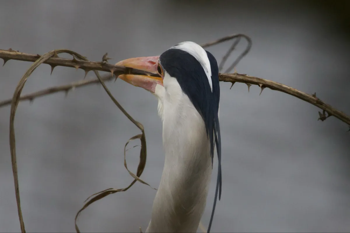 Gespotte Blauwe reiger