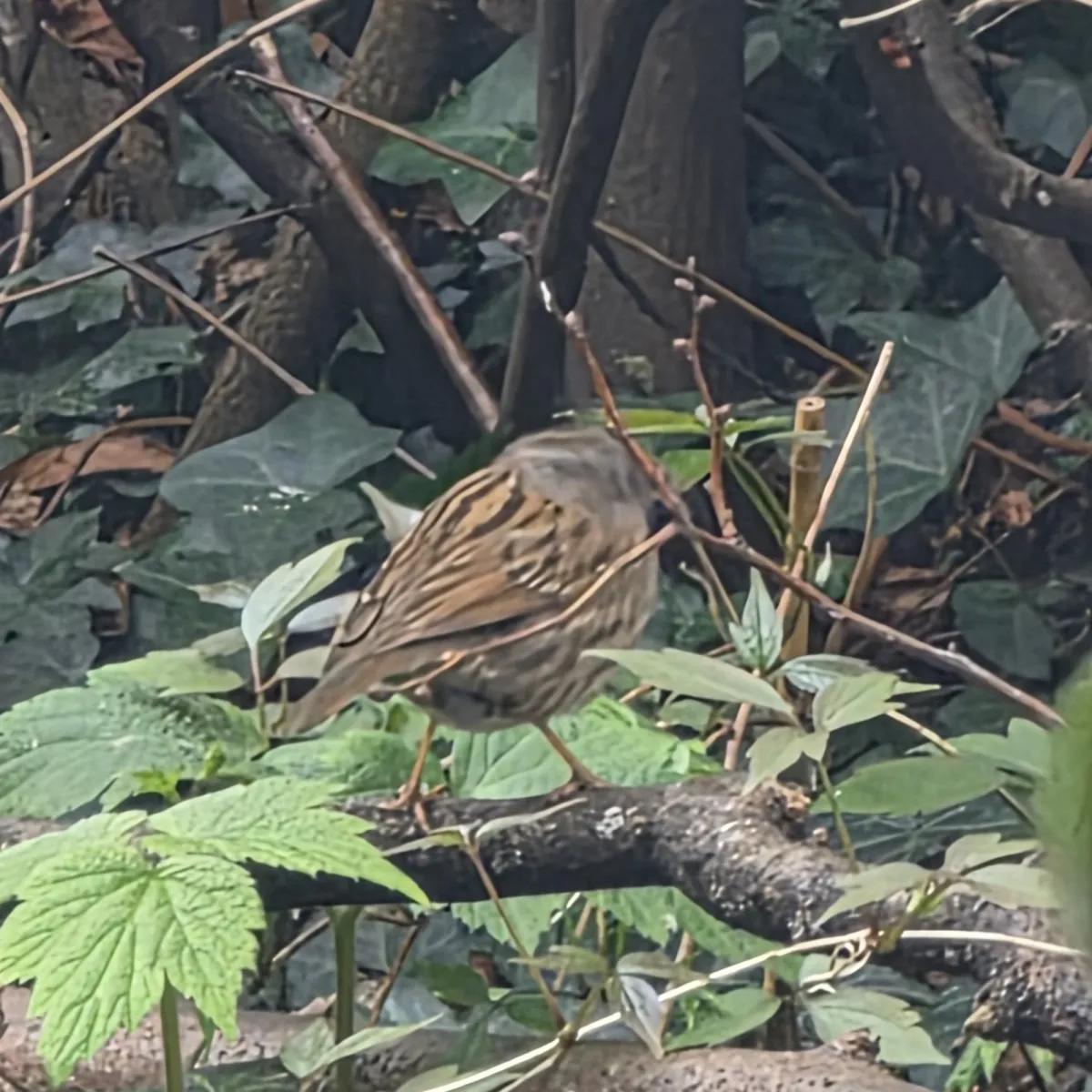 Spotted Dunnock