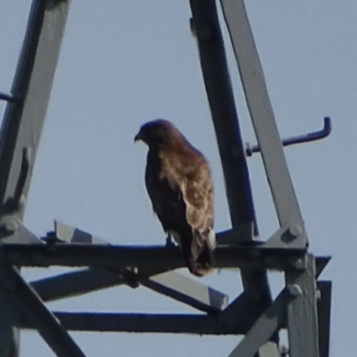 Waargenomen Buizerd