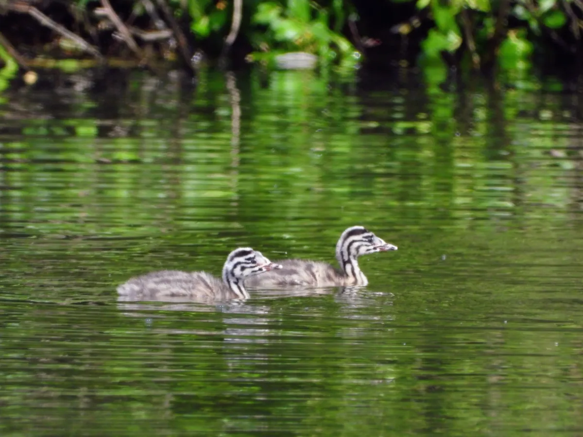 Spotted Great Crested Grebe