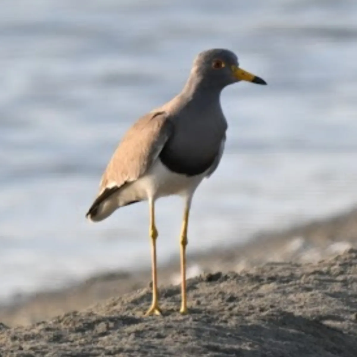 Spotted Gray-headed Lapwing