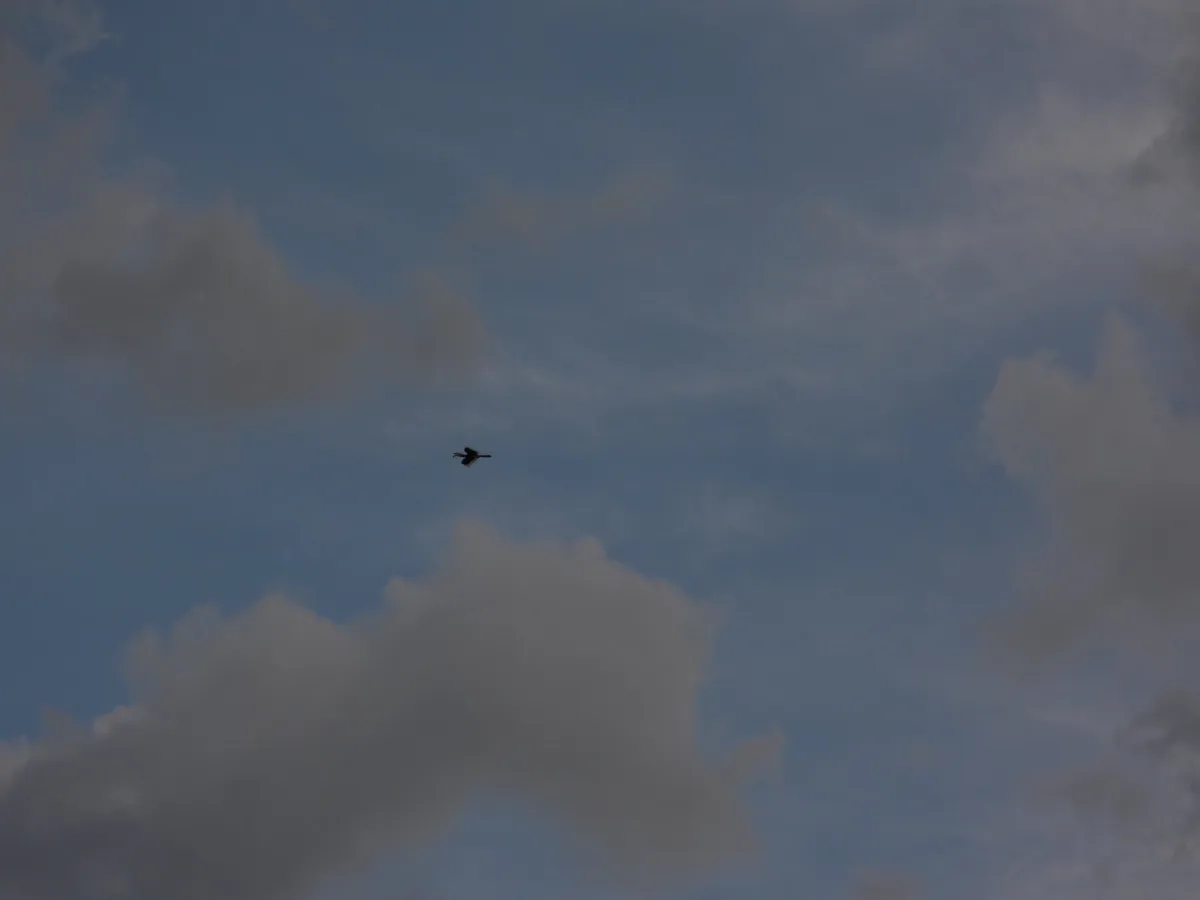 Gespotte Indische neushoornvogel