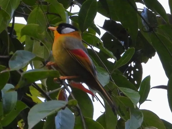 Gespotte Zilveroortimalia