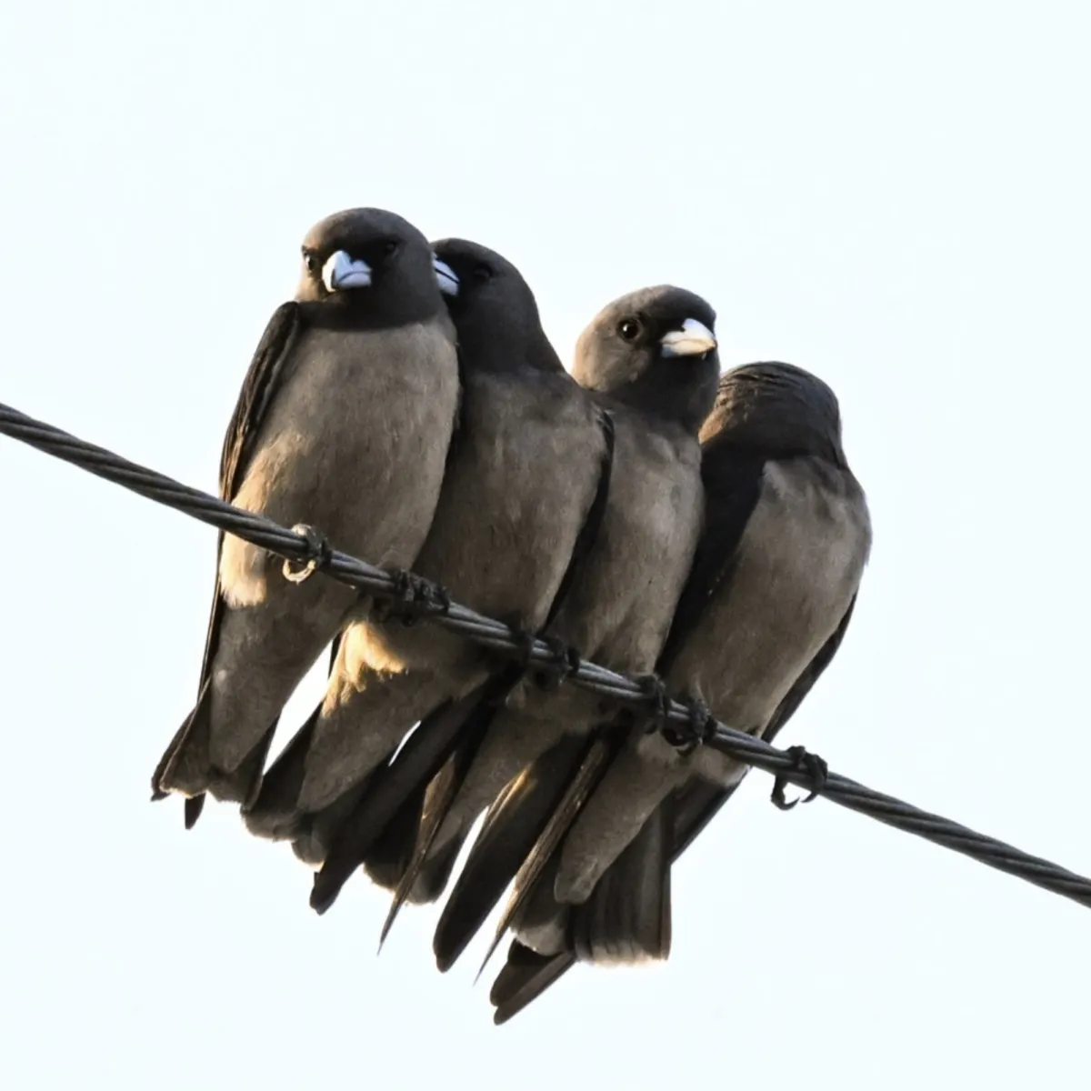 Gespotte Grijze spitsvogel