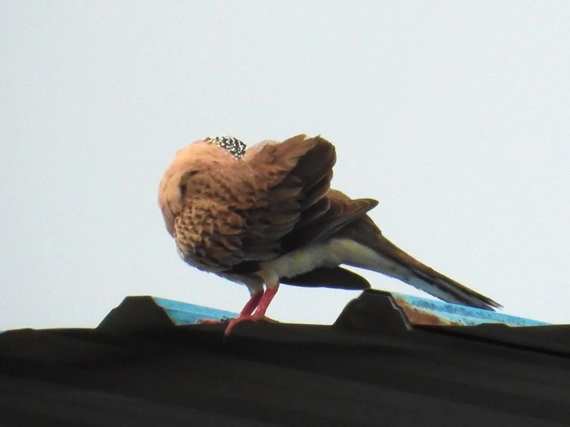 Gespotte Parelhalstortel