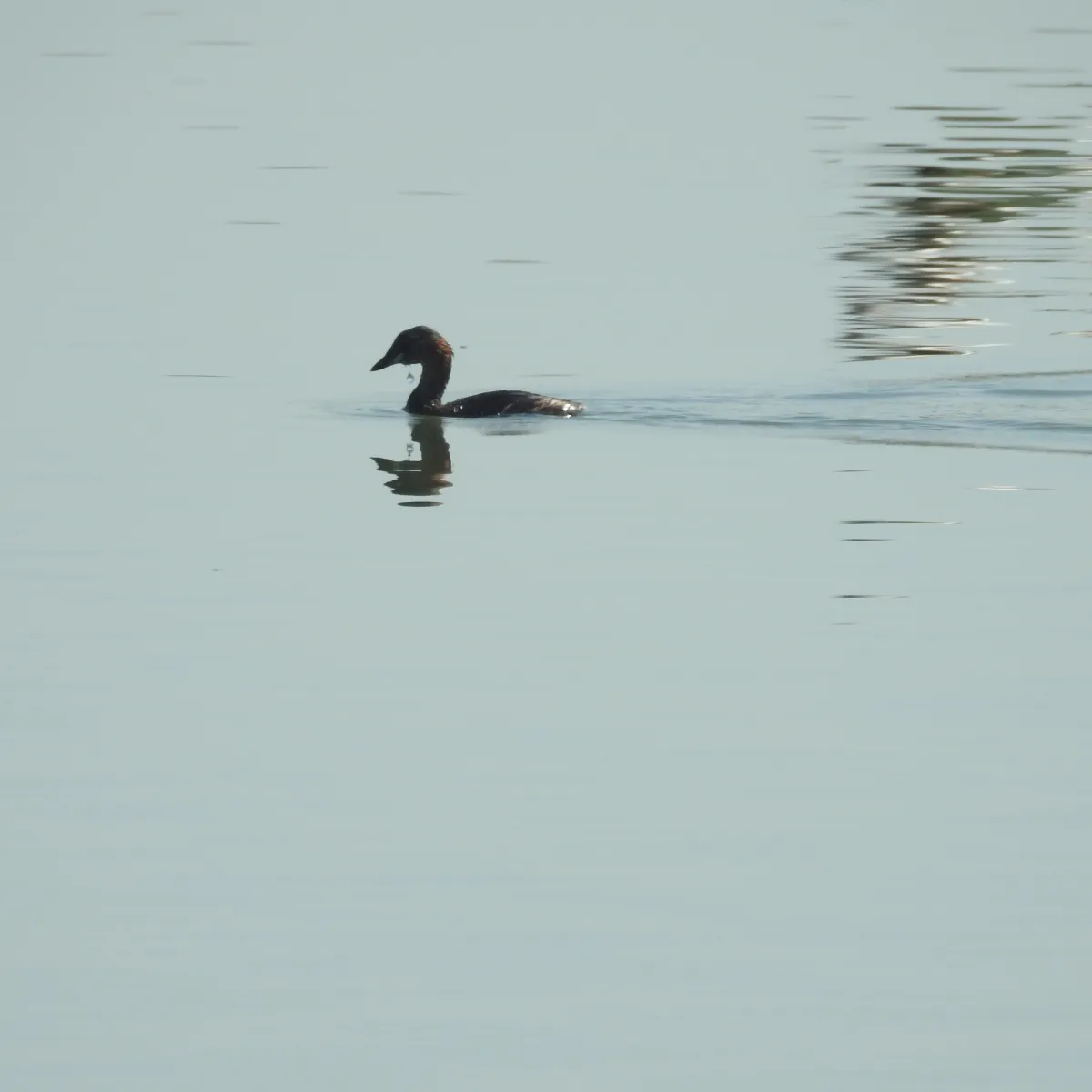 Spotted Little Grebe