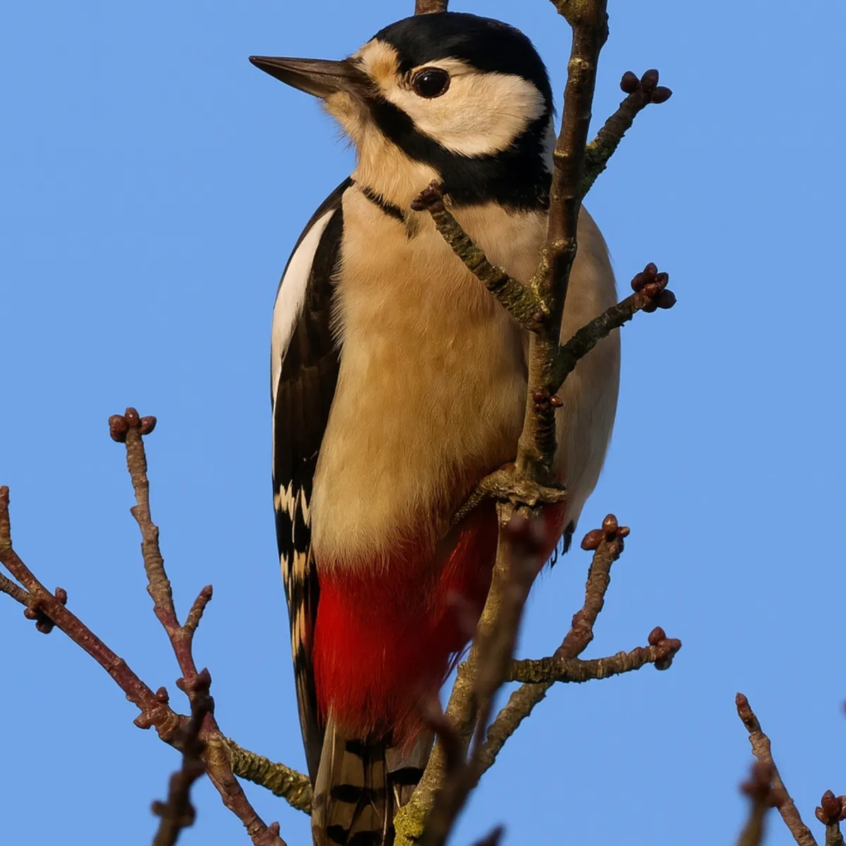 Gespotte Grote bonte specht