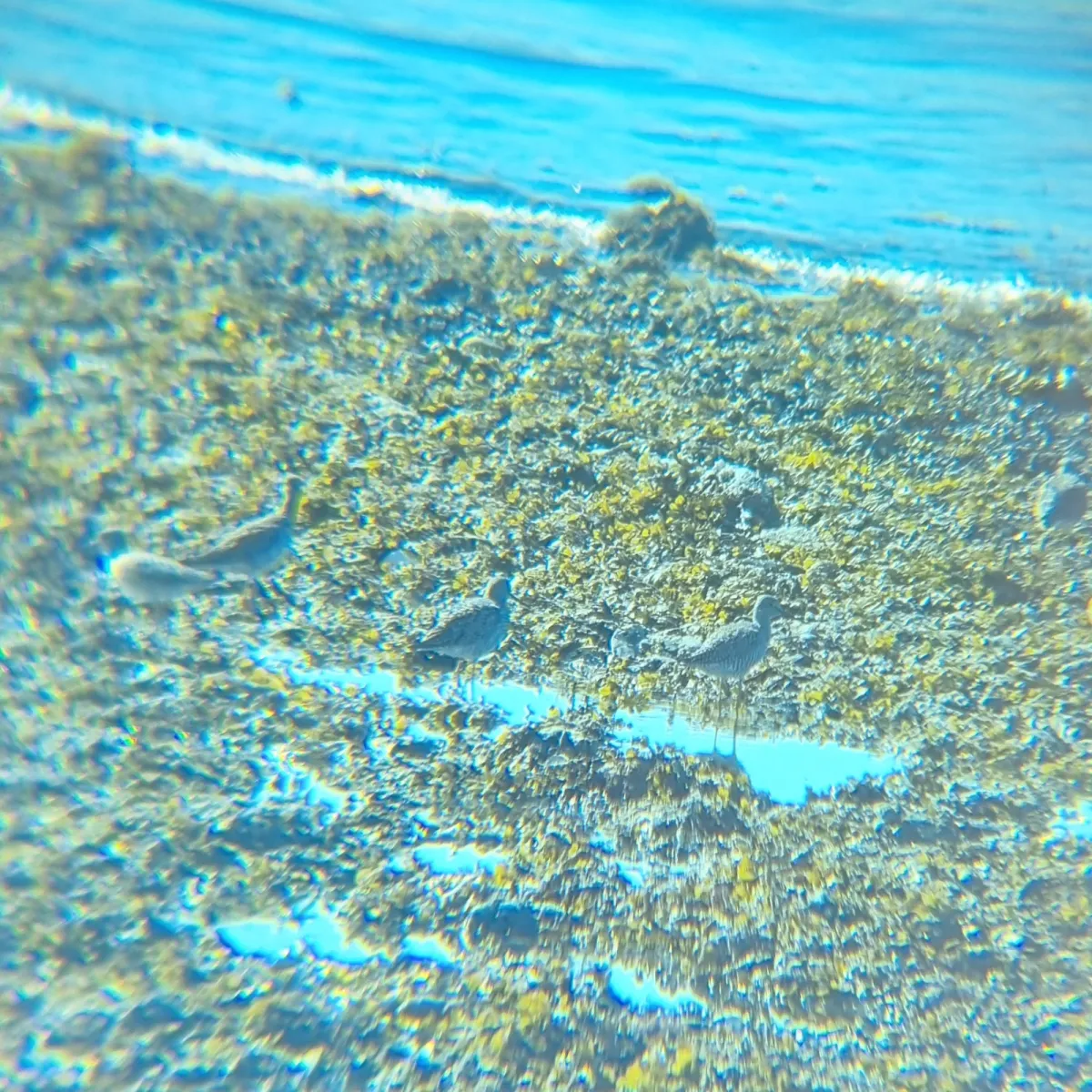 Spotted Greater Yellowlegs