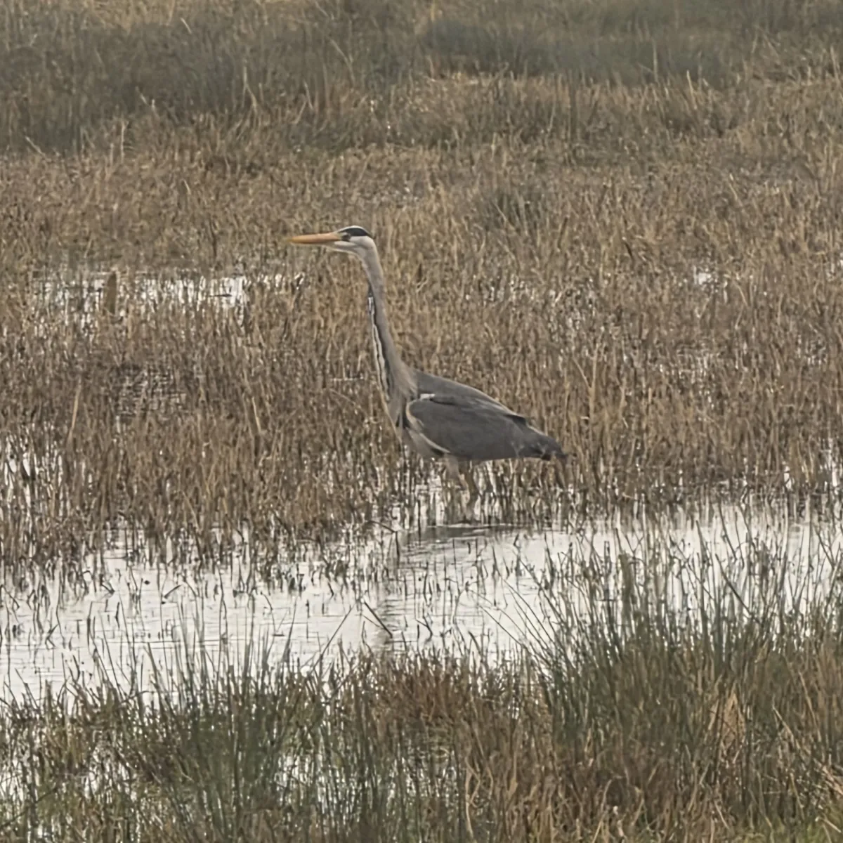 Gespotte Blauwe reiger