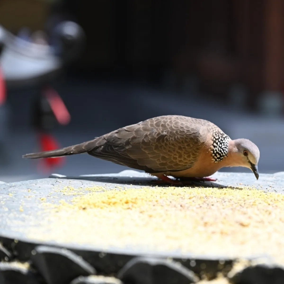 Spotted Spotted Dove
