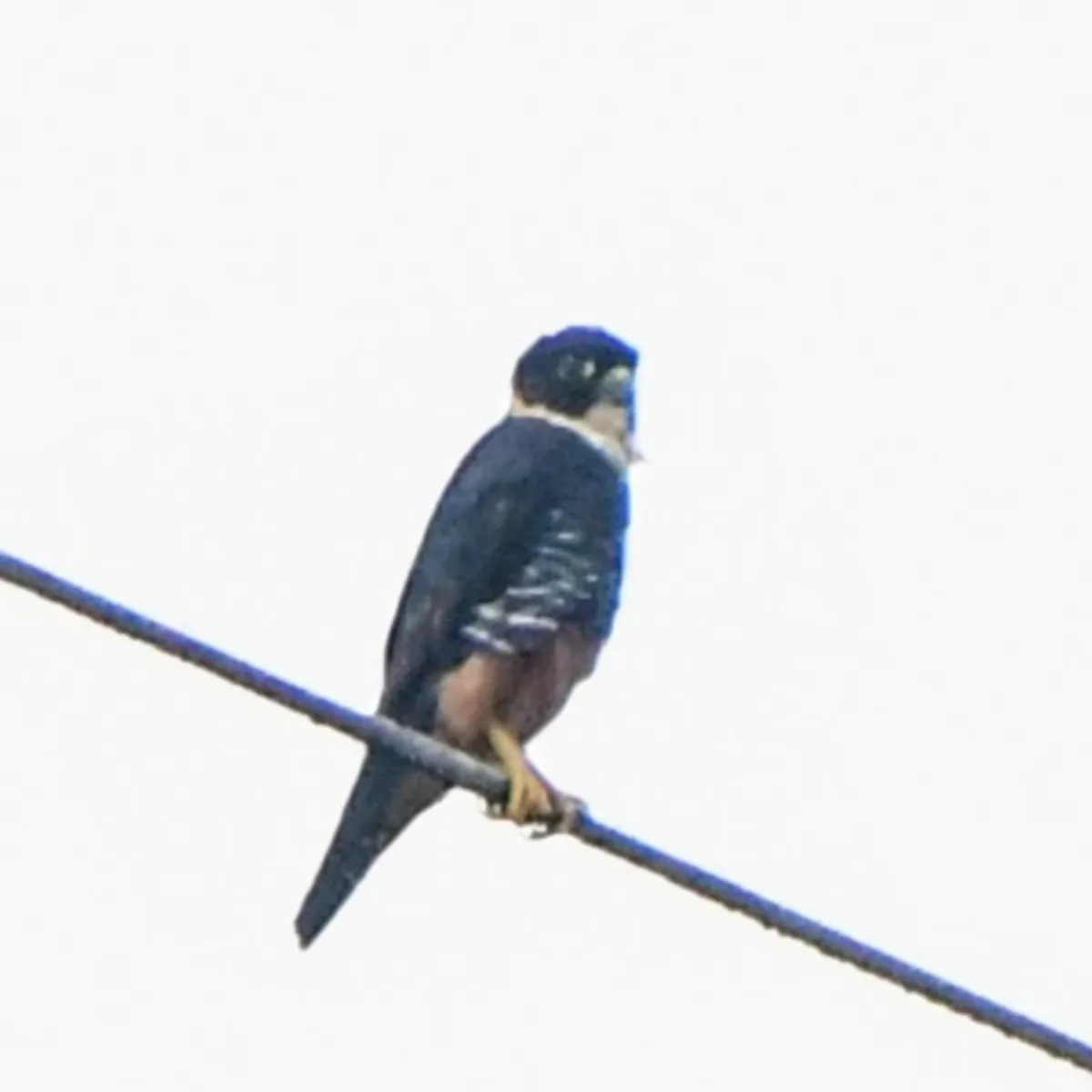 Spotted Bat Falcon
