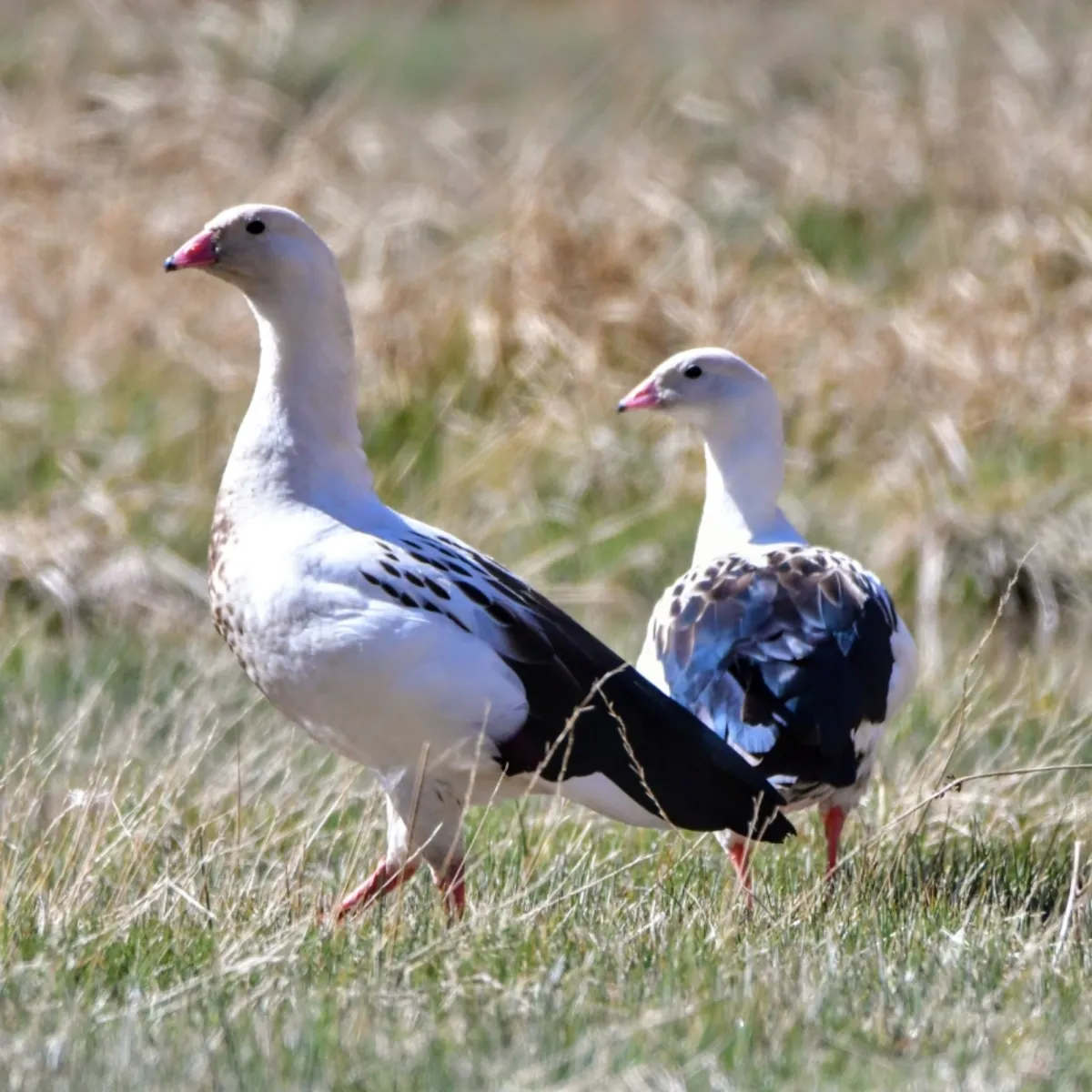 Spotted Andean Goose
