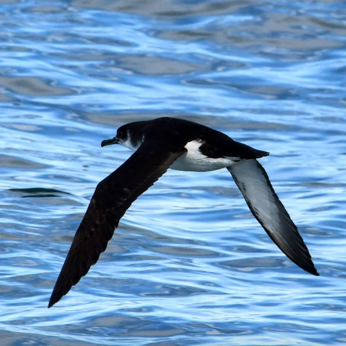 Gespotte Noordse stormvogel