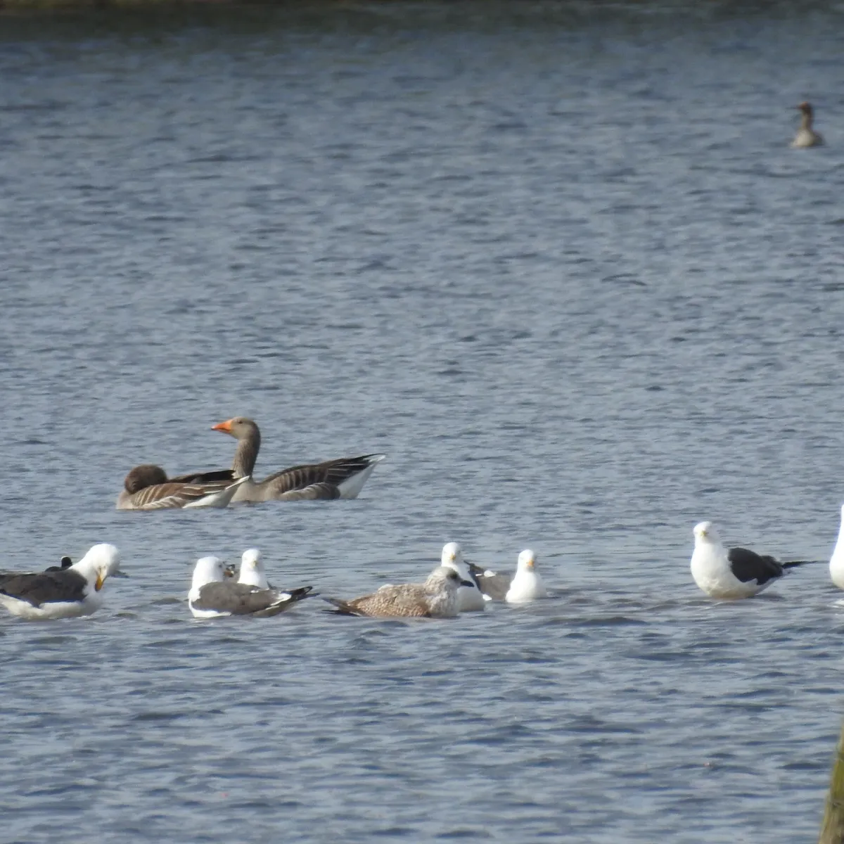 Gespotte Grauwe gans