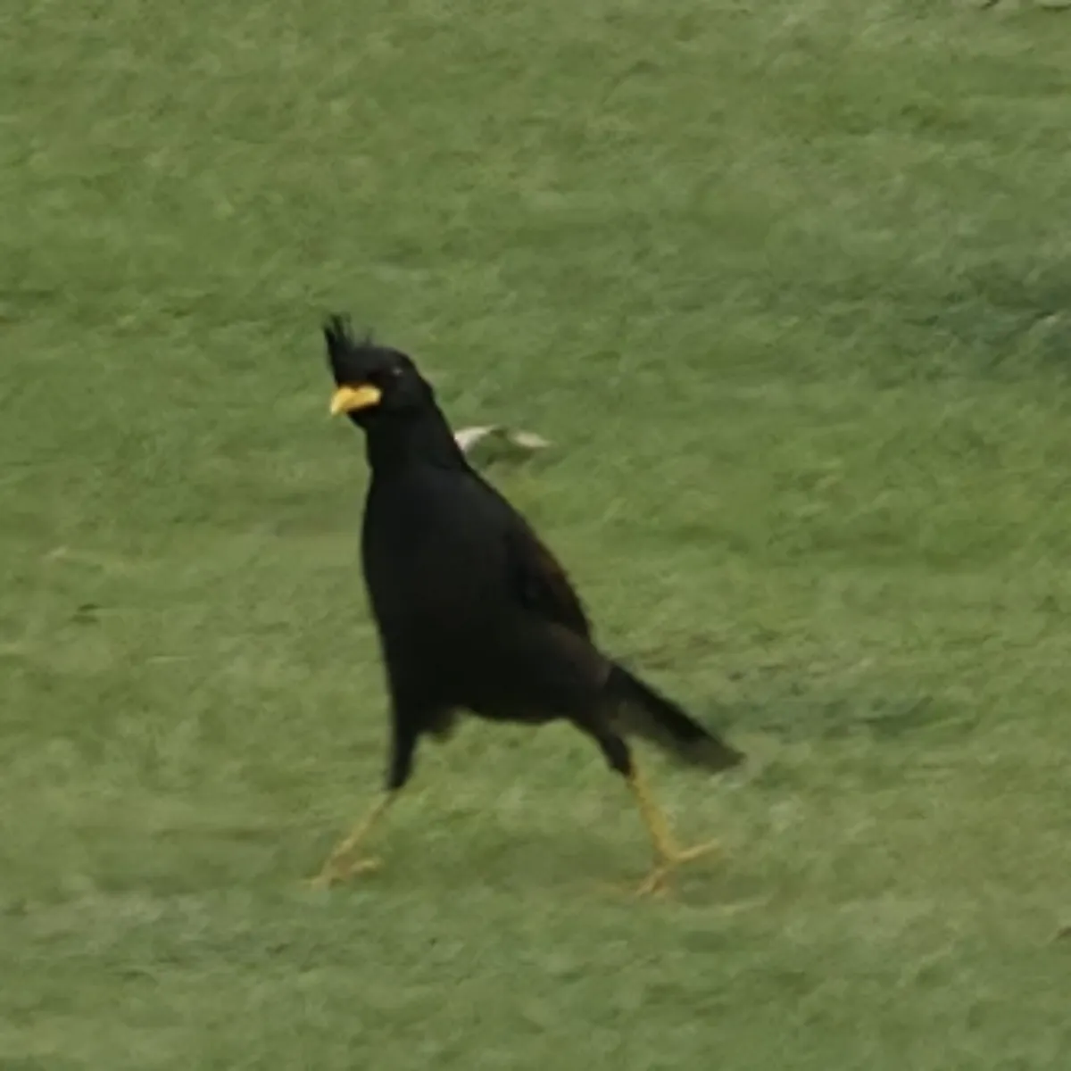 Gespotte Grote maina