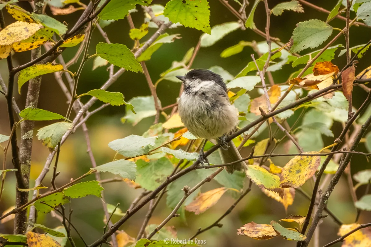 Spotted Willow Tit