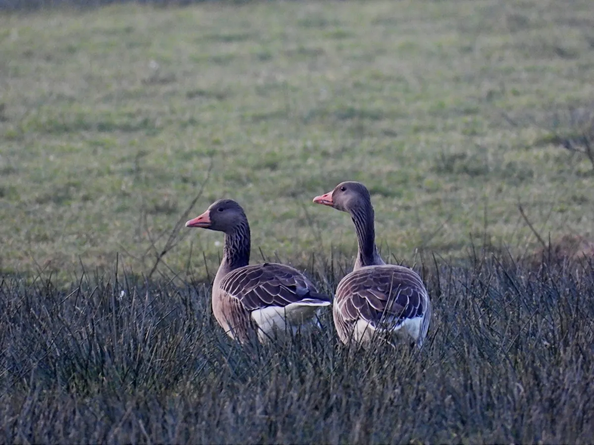 Gespotte Grauwe gans