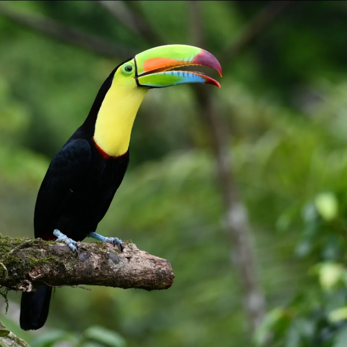 Gespotte Zwavelborsttoekan