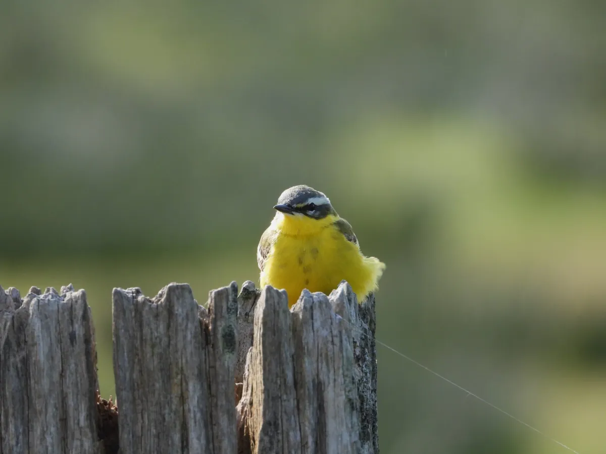 Spotted Western Yellow Wagtail