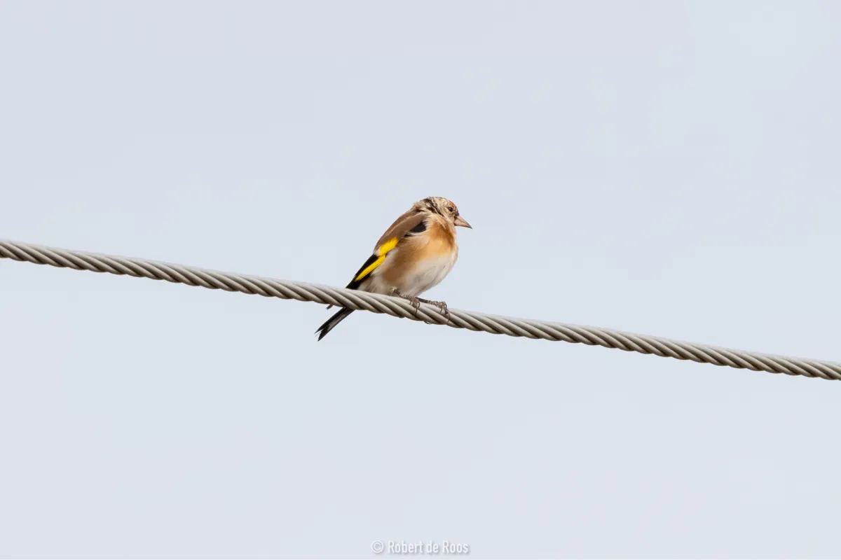 Spotted European Goldfinch