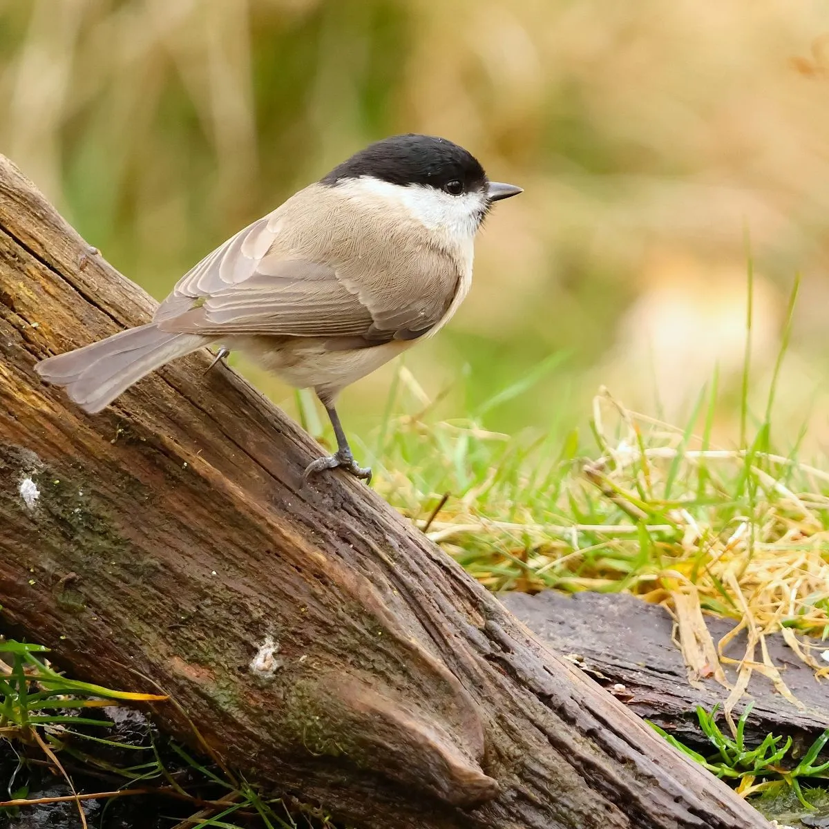 Spotted Marsh Tit