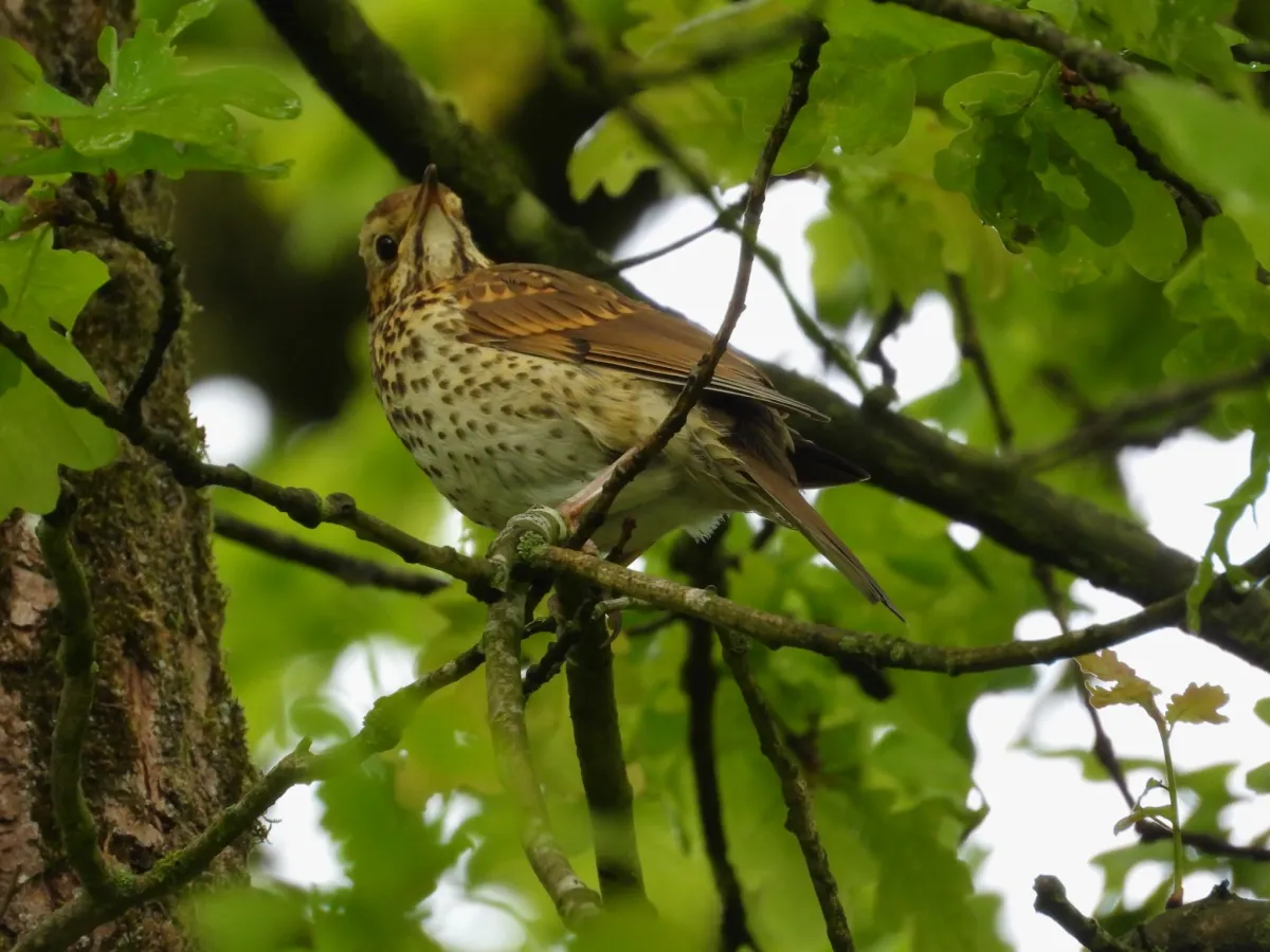 Spotted Song Thrush