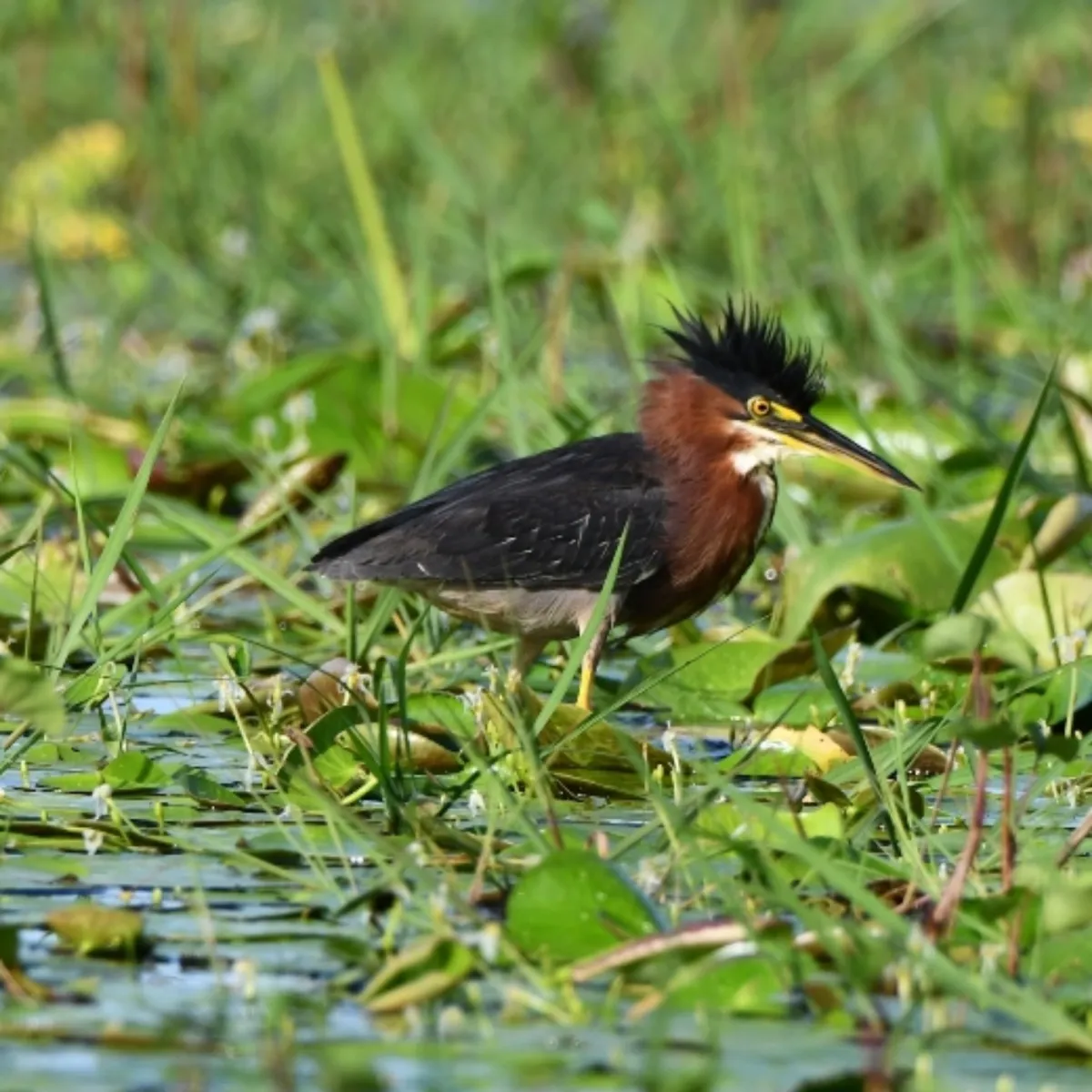 Gespotte Groene reiger