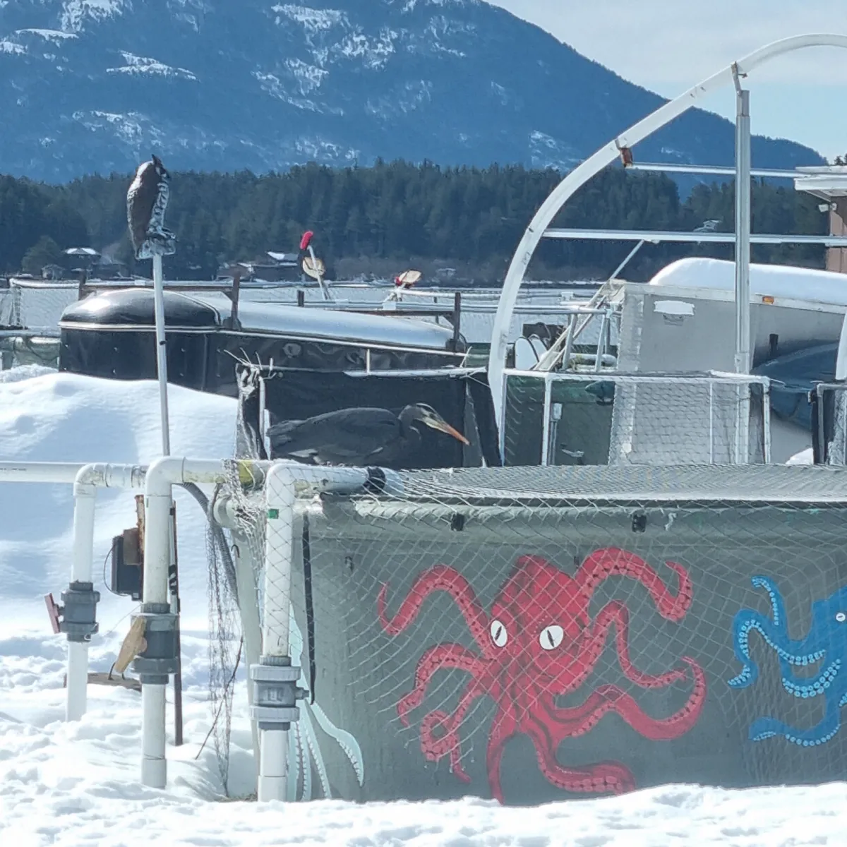 Spotted Great Blue Heron