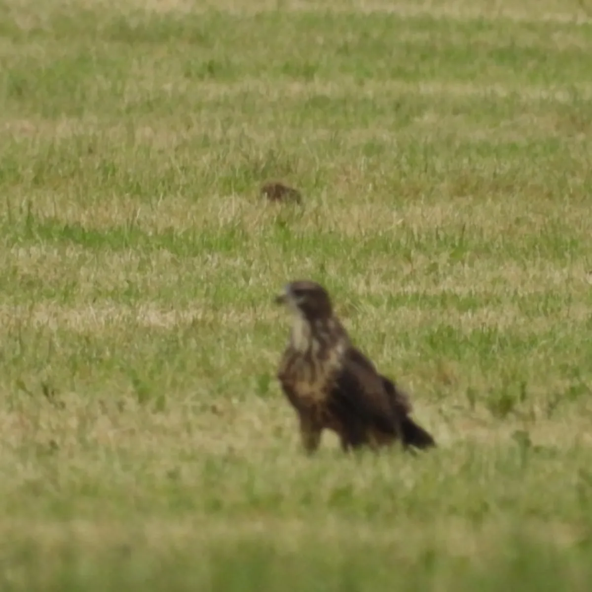 Waargenomen Buizerd