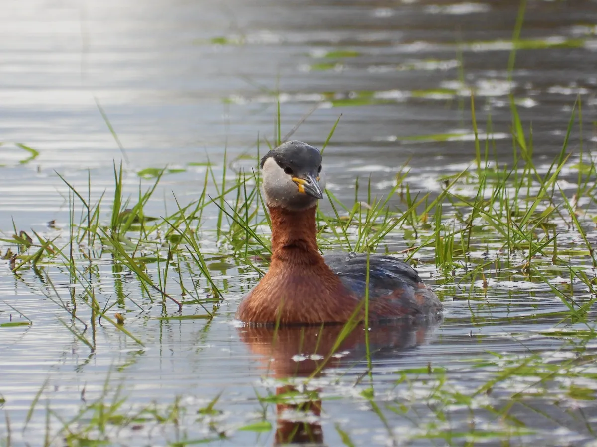 Gespotte Roodhalsfuut